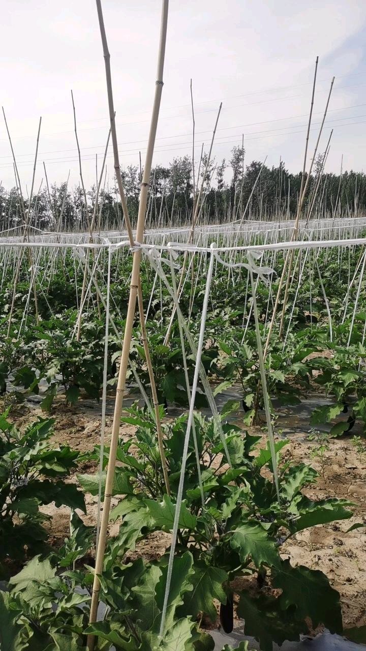 烧烤茄子山东长茄精品商超电商线茄现摘现发产地代发量大从优