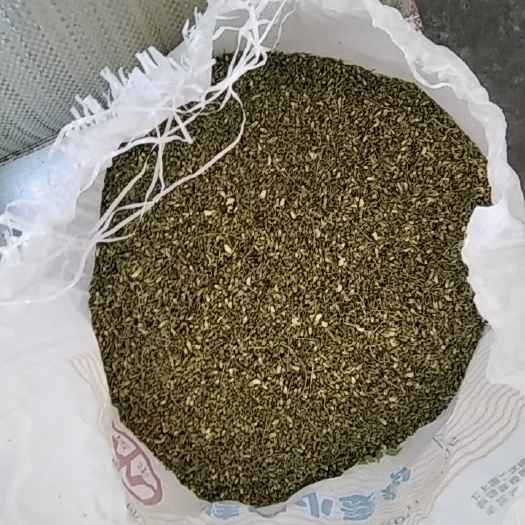 庆城县槐米