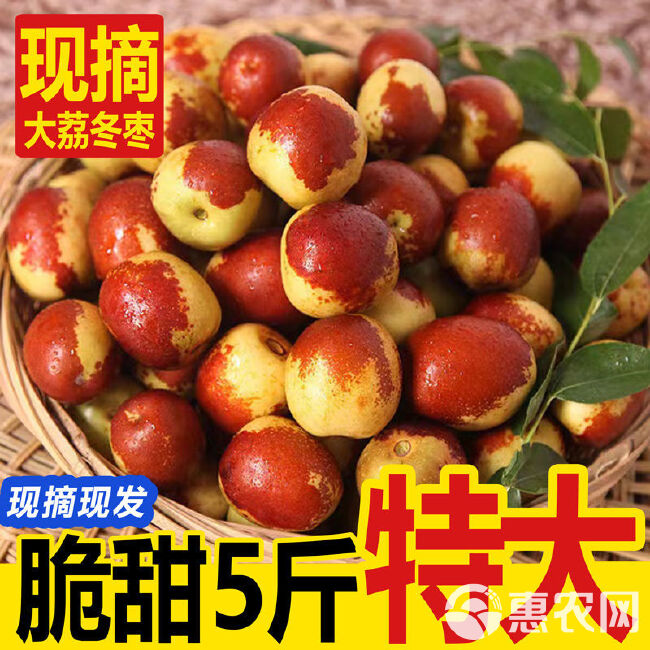 陕西大荔冬枣 新鲜脆甜大枣子当季新鲜水果鲜枣5斤包邮