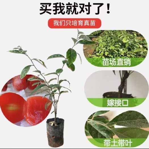灵山县羊奶果苗特大果形德甜二号胡颓子苗胡秃子苗羊奶果树苗