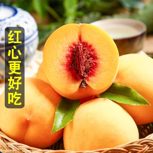原蜜黄桃苗  黄桃苗黄桃嫁接苗 基地培育 现挖现发抗病抗