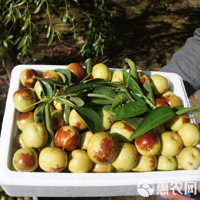 新鲜大冬枣 妈妈家的果园 中秋送礼！富硒品种可吃脆甜多汁