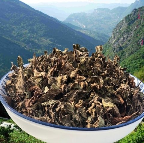 武平县烧仙草配料黑凉粉草粿草龟苓膏制作全套配料仙人草仙草叶新鲜草干