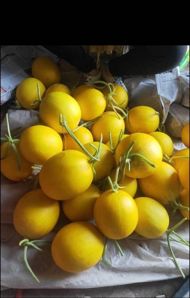 甘肃民勤哈密瓜  金红宝密瓜 产地直发 可视频看货