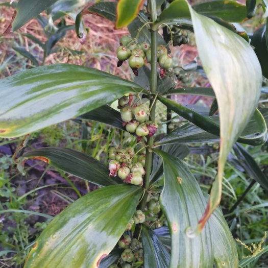 成都黄精