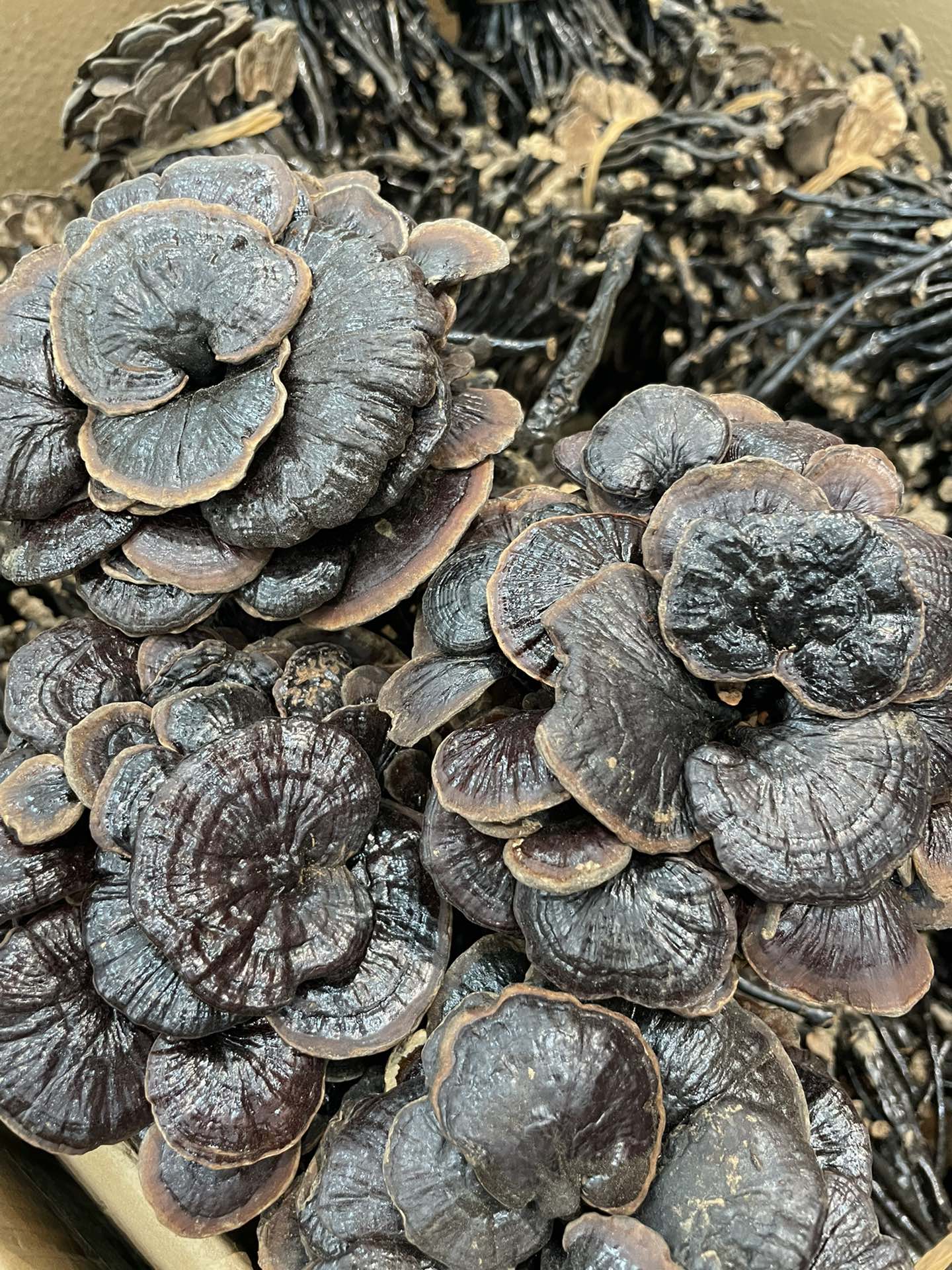 竹灵芝 深山竹灵芝