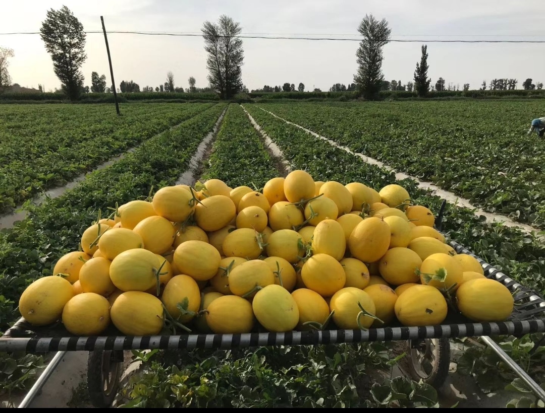甘肃民勤哈密瓜  金红宝密瓜 产地直发 可视频看货