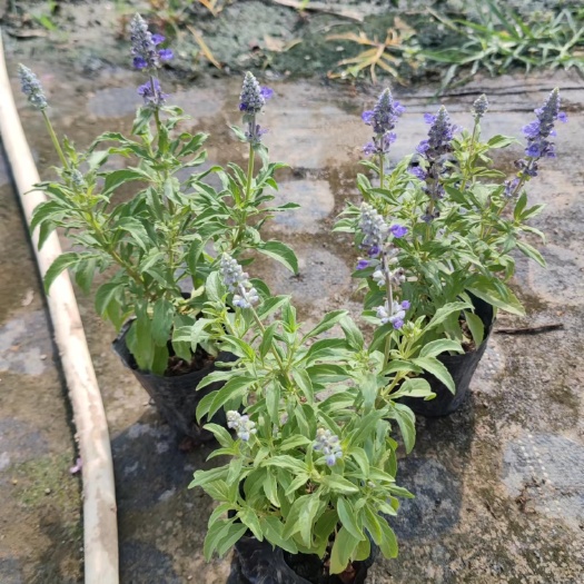 中山市蓝花鼠尾草