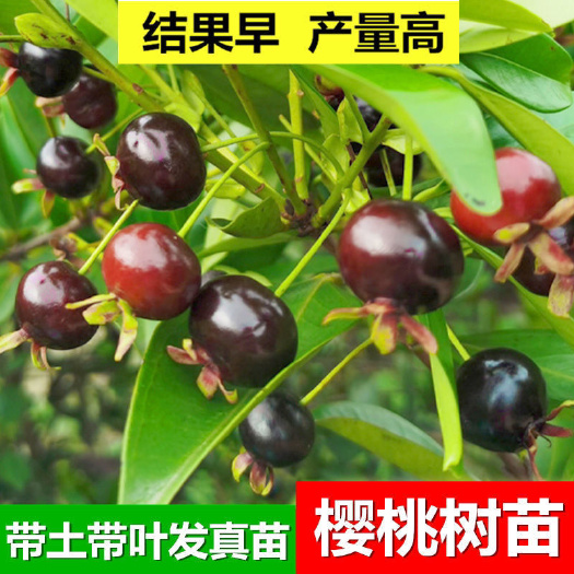 灵山县樱桃树苗巴西甜樱桃苗  黑玫瑰樱桃树苗