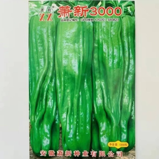 沭阳县萧新3000辣椒种子早熟浅绿色长灯笼型辣味中等口感好产量高