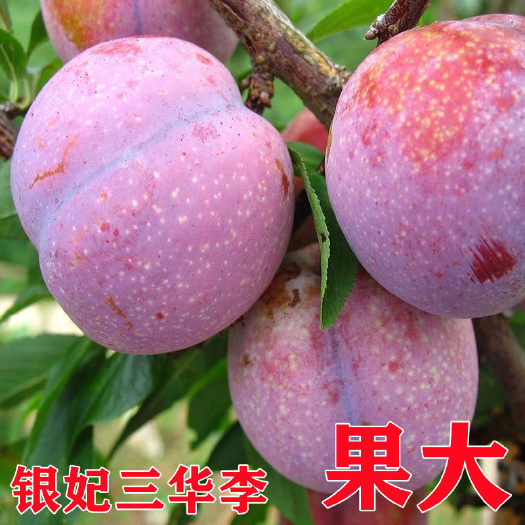 灵山县钱排银妃三华李子树苗嫁接水果苗红心三月早熟李子苗南方种植