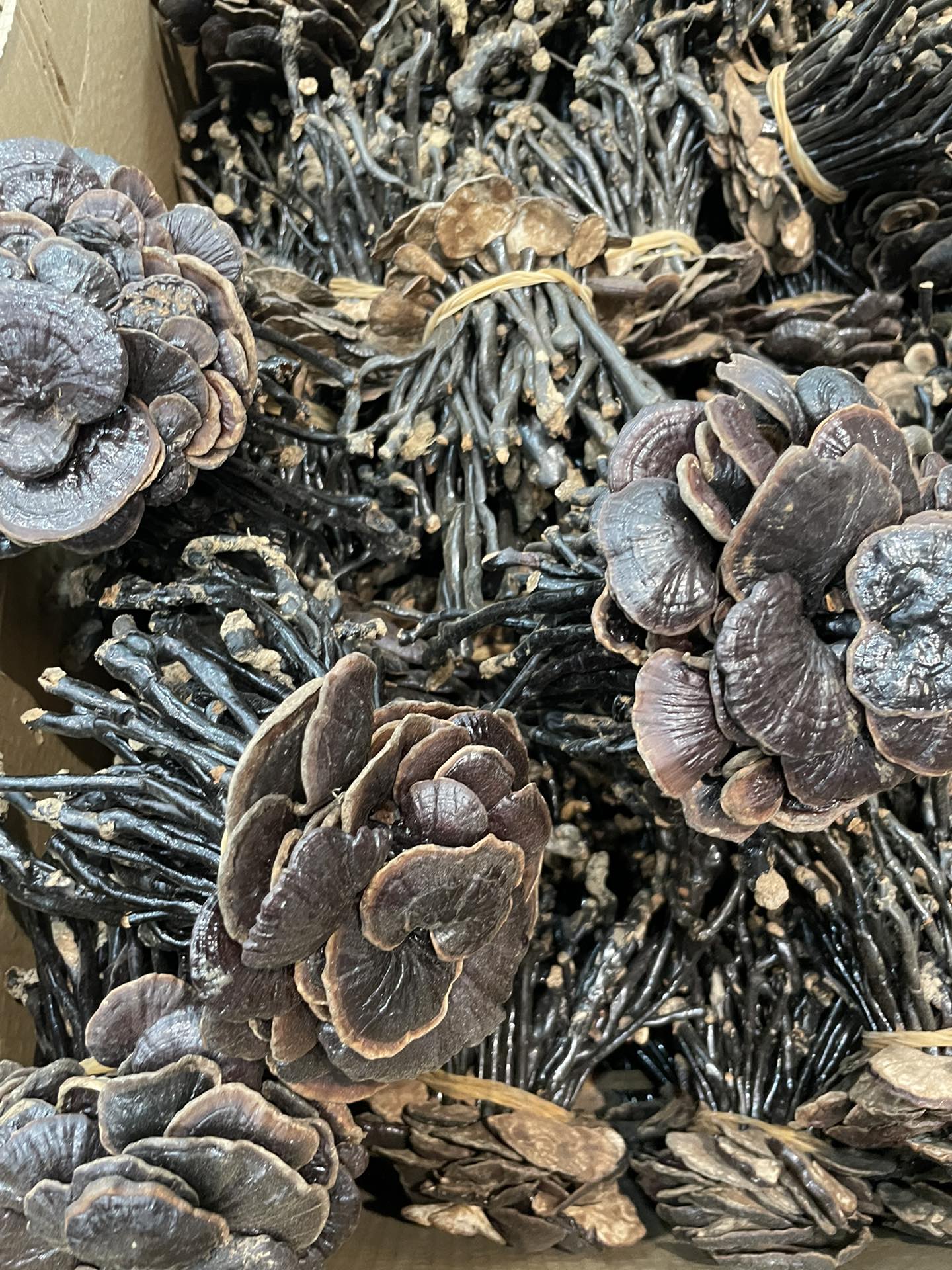 竹灵芝 深山竹灵芝