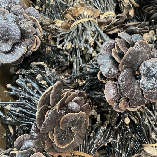 广州竹灵芝 正宗深山竹灵芝
