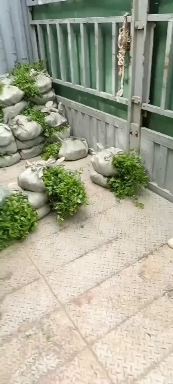 灵山县鸡血藤种苗