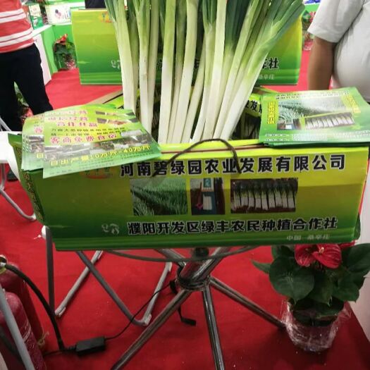 濮阳大葱
