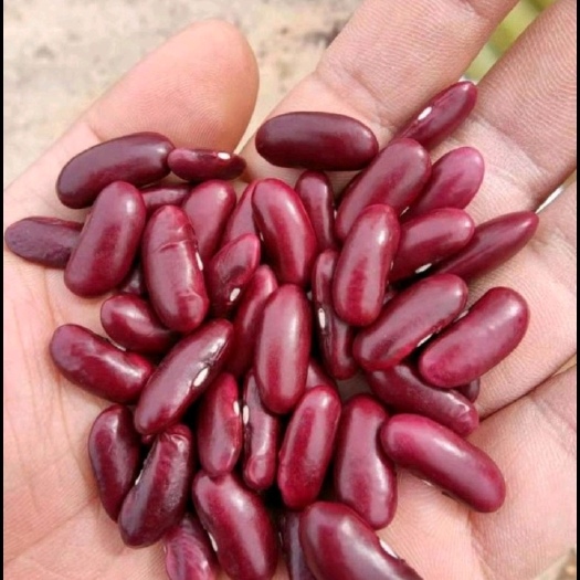 武汉红豆，红腰豆，颗粒均匀饱满