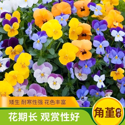 沭阳县三色堇种子角堇室内阳台盆栽室外庭院耐寒春秋开花四季易种活花籽