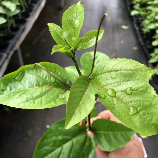 灵山县台农一号百香果苗 百香果苗批发