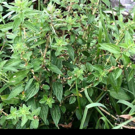 雾水葛，干货，新鲜货