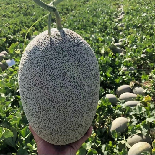 鄯善县新疆火焰山哈密瓜 西州蜜17号  产地直发 可视频看货