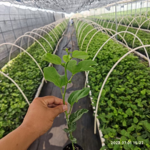 小拱棚杆 大棚杆  育苗拱棚竿地拱塑料杆小拱棚支架农用蔬菜暖