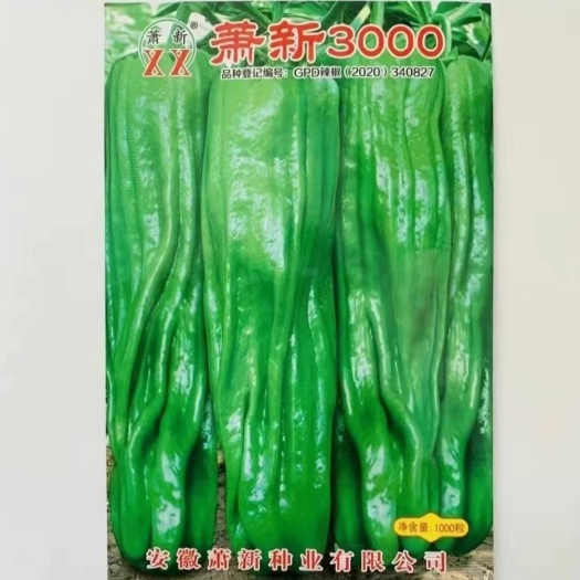 萧新3000辣椒种子早熟浅绿色长灯笼型辣味中等口感好产量高