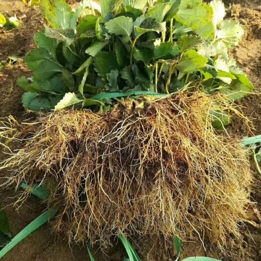 泰安大叶宁玉草莓苗价格 早熟草莓苗品种 口感香甜草莓苗品种