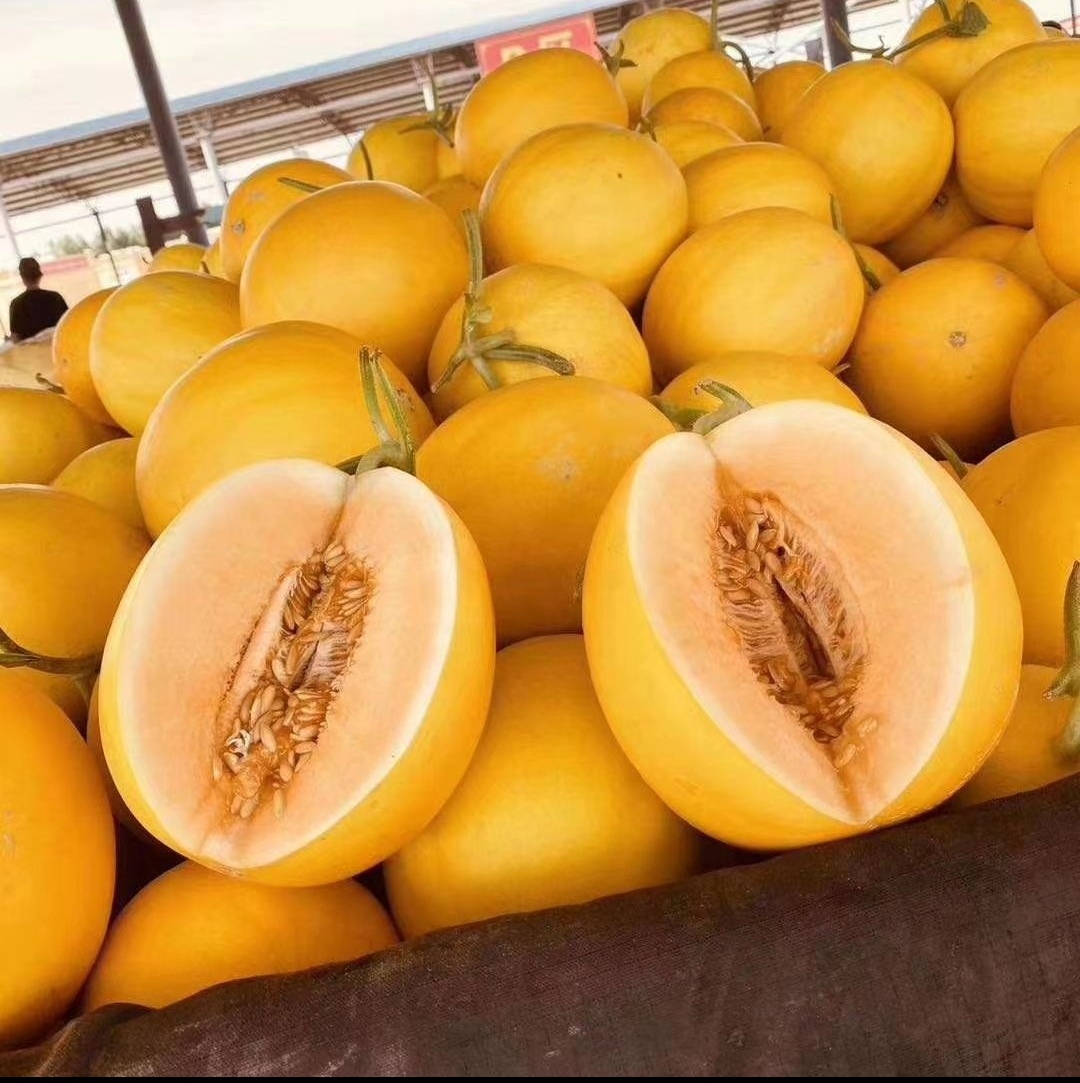 甘肃民勤哈密瓜  金红宝密瓜 产地直发 可视频看货