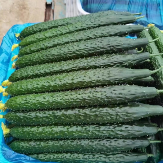 莘县刺黄瓜