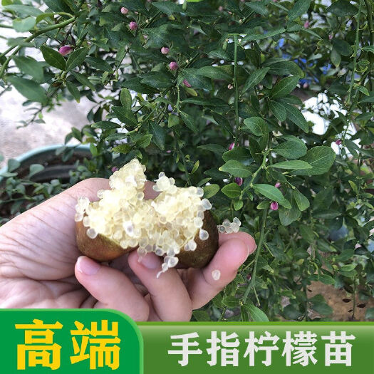 灵山县手指柠檬树苗 正品嫁接苗