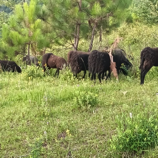 普格县大凉山黑绵羊