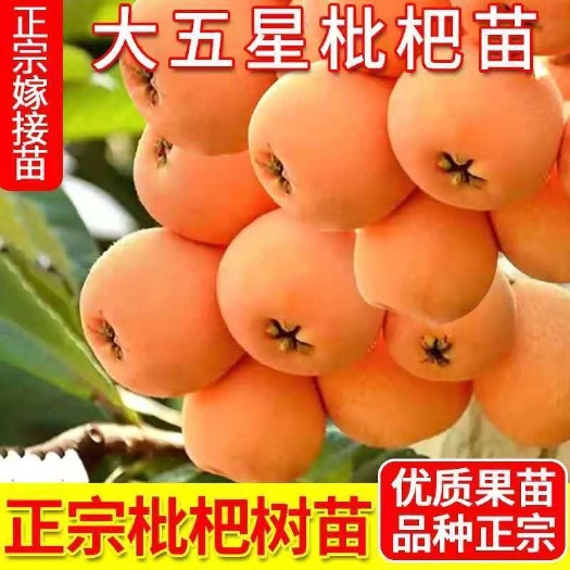 灵山县枇杷树苗嫁接大五星枇杷耐寒南北方盆栽地栽