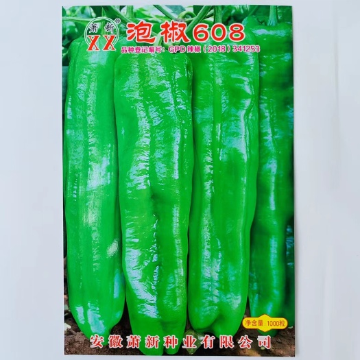 沭阳县萧新泡椒608辣椒种子粗长牛角形亮绿色早熟高产采收期长辣椒种