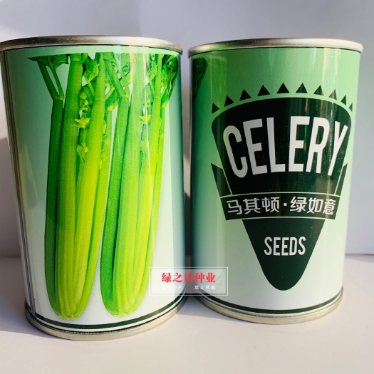 沭阳县马其顿如意黄嫩西芹种子 四季小香芹种籽 纤维少生长快有光泽