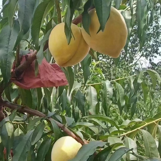 宜黄县黄桃