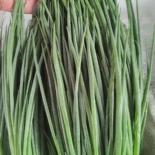 上海无蓝粉精品小葱