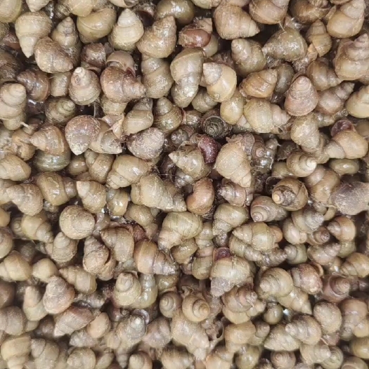 天津精品田螺石螺饲料螺食用螺打肉螺