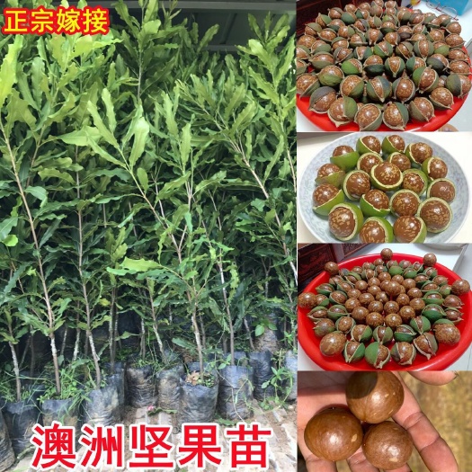 坚果树苗嫁接苗桂热一号树苗可盆栽地栽