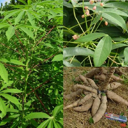 龙岩木薯粉