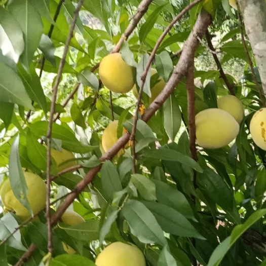 吉首市湘西黄桃，水分充足，香甜味浓，天然成熟，不打药。