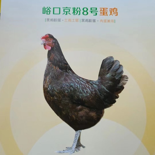 辉县市河南新乡黑凤粉八新阳黑土鸡蛋，双色，无抗，养殖场一手货源。