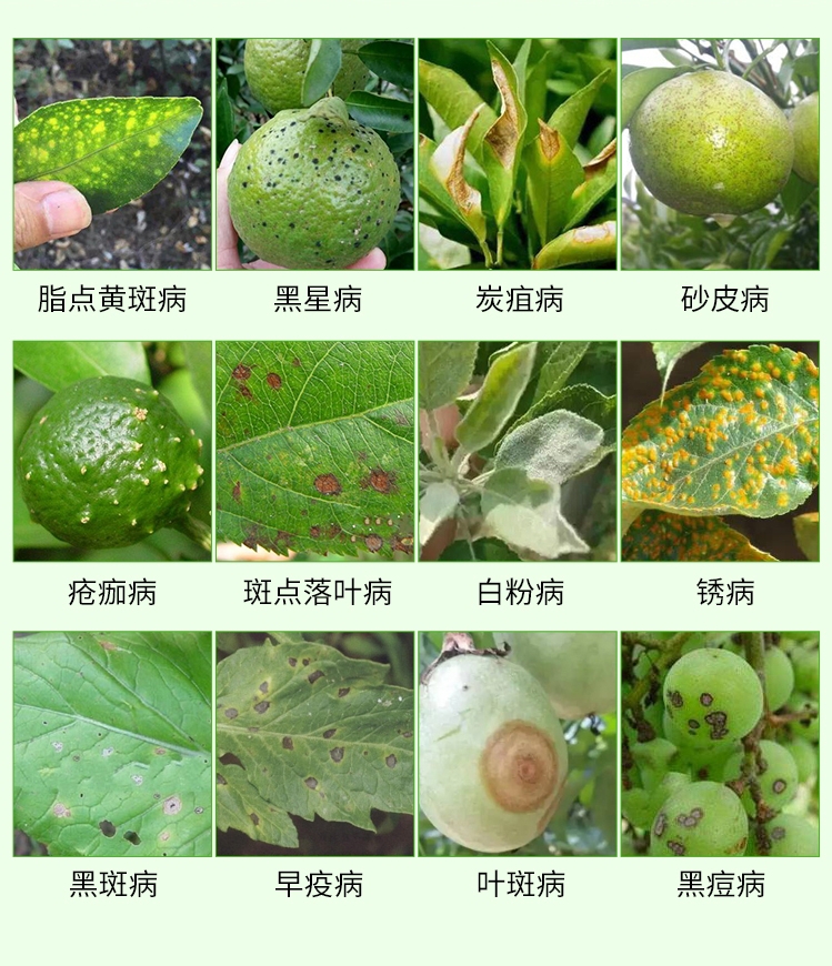 吡唑醚菌酯  黑星病 炭疽病  沙皮病 白粉病 叶斑病疮痂病