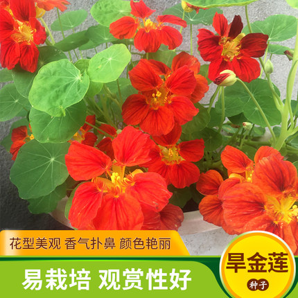 沭阳县旱金莲种子旱荷花爬藤花卉籽室内盆栽室外庭院四季开花易活花种孑