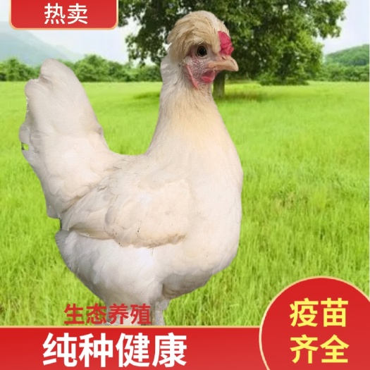 无锡一对精品元宝鸡袖珍鸡观赏鸡矮脚鸡招财进宝纯种好看饲养好养活美
