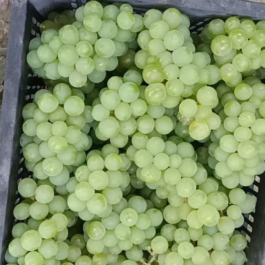 山地水晶葡萄