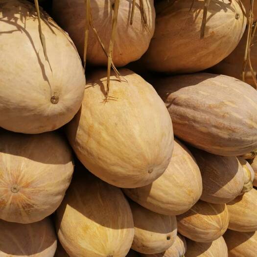 钟祥市南瓜，海南蜜本南瓜，品质好，货源量大，有需要的客商前来订货