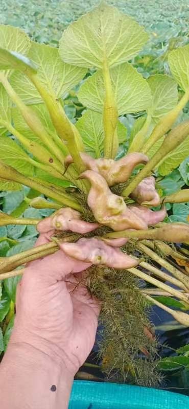 天门市菱角种植基地