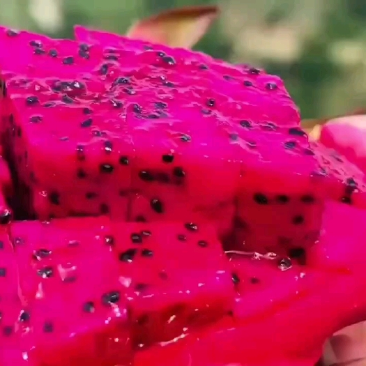 三亚红心火龙果