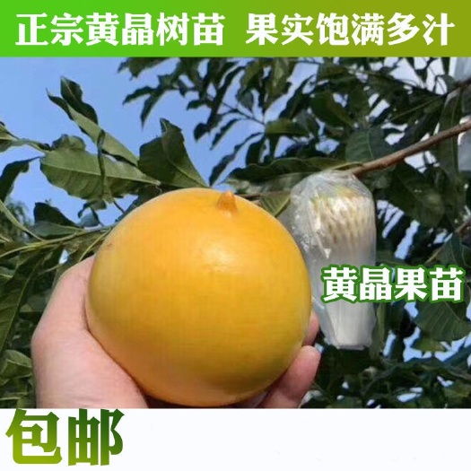 灵山县黄晶果苗大金莎冬蜜久蜜黄晶果苗地栽苗盆栽苗嫁接苗当年结果