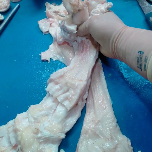 新鲜牛蹄筋 牛蹄主筋 牛大筋 牛肉筋